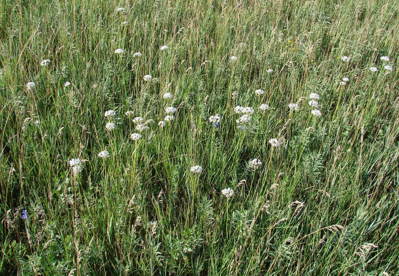 Изображение особи Allium ramosum.