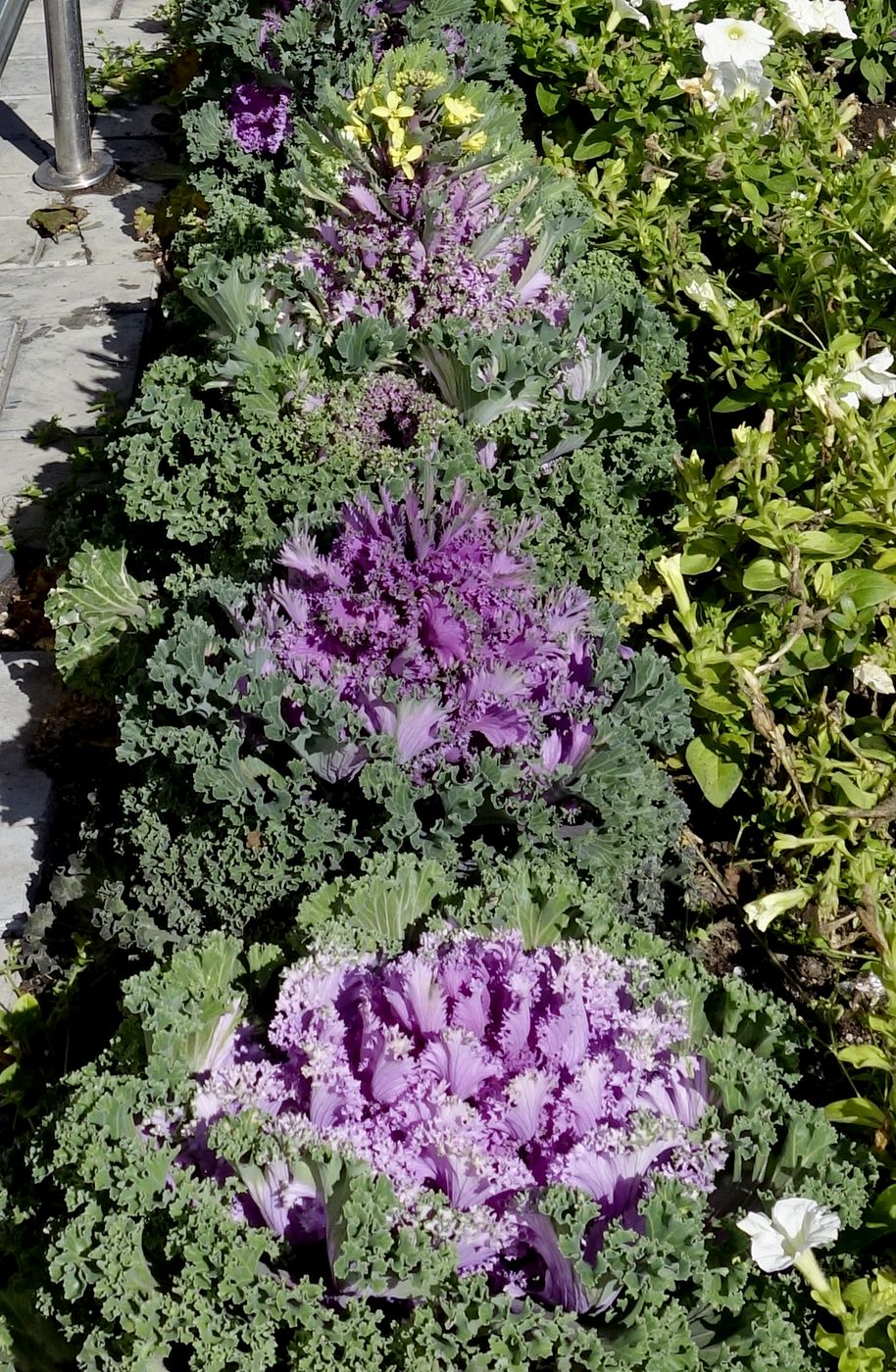 Изображение особи Brassica oleracea var. viridis.