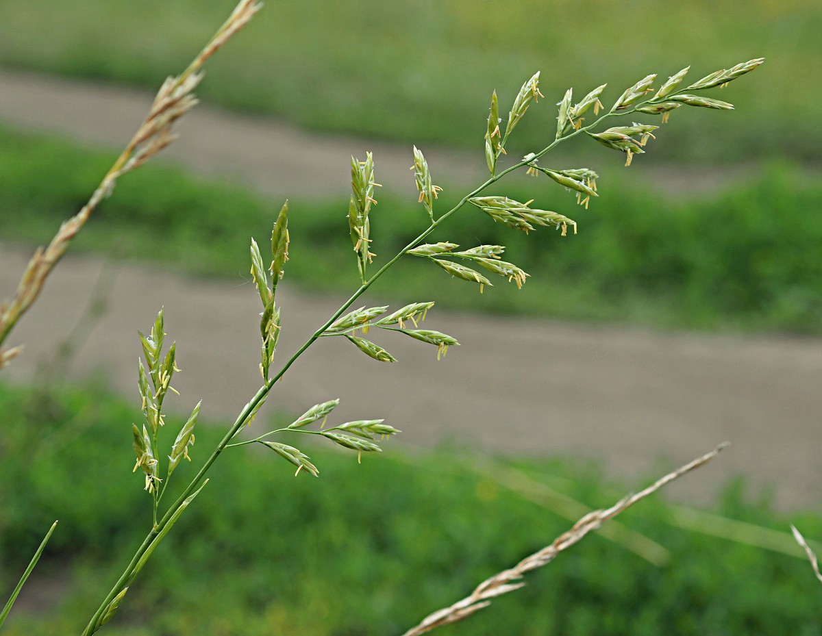 Изображение особи Festuca pratensis.