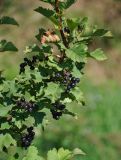 род Crataegus. Часть ветви с плодами. Московская обл., Сергиево-Посадский р-н, долина р. Пажа, с. Радонеж, в культуре. 25.08.2021.