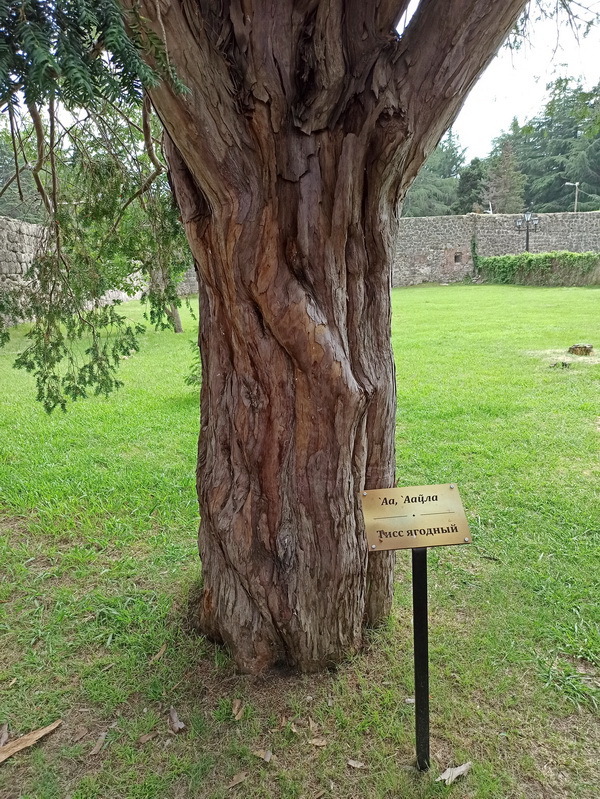 Image of Taxus baccata specimen.