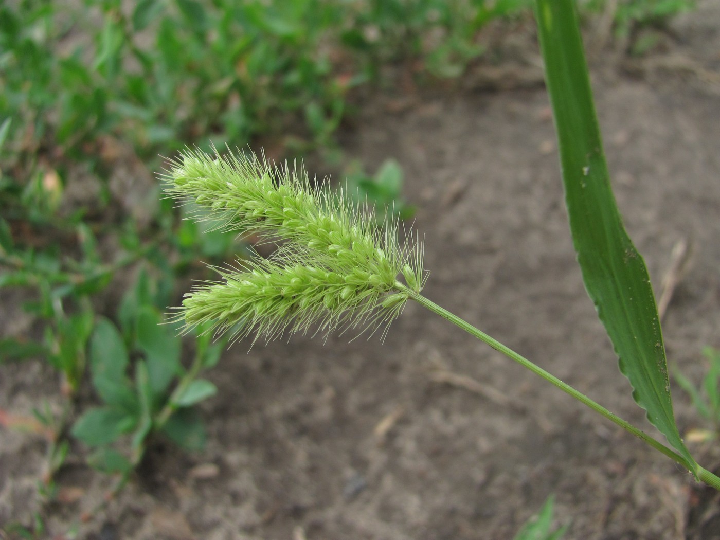 Image of Setaria viridis specimen.