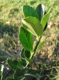 Euonymus japonicus. Верхушка побега. Крым, Симферополь, ботсад университета. 1 ноября 2010 г.