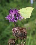 Centaurea scabiosa. Отцветшие и цветущее соцветия с кормящейся бабочкой Gonepteryx rhamni. Томская обл., окр. с. Батурино, памятник природы \"Звёздный ключ\", поляна в березовом лесу. 31.07.2022.