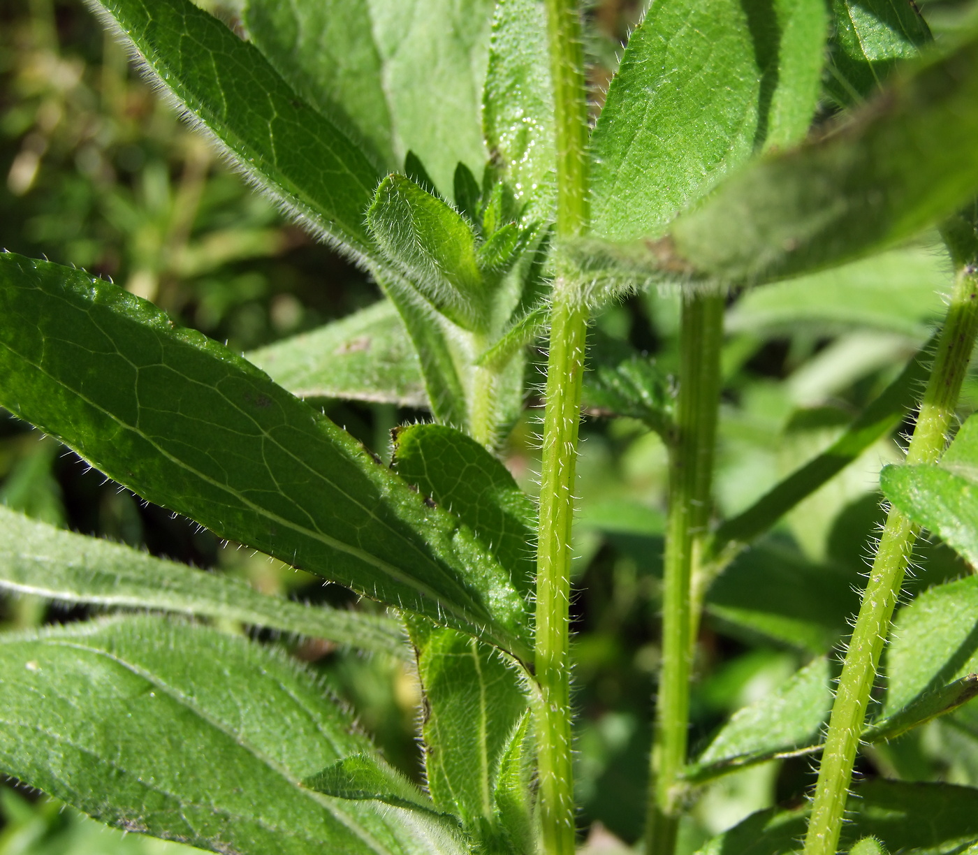 Image of Rudbeckia hirta specimen.