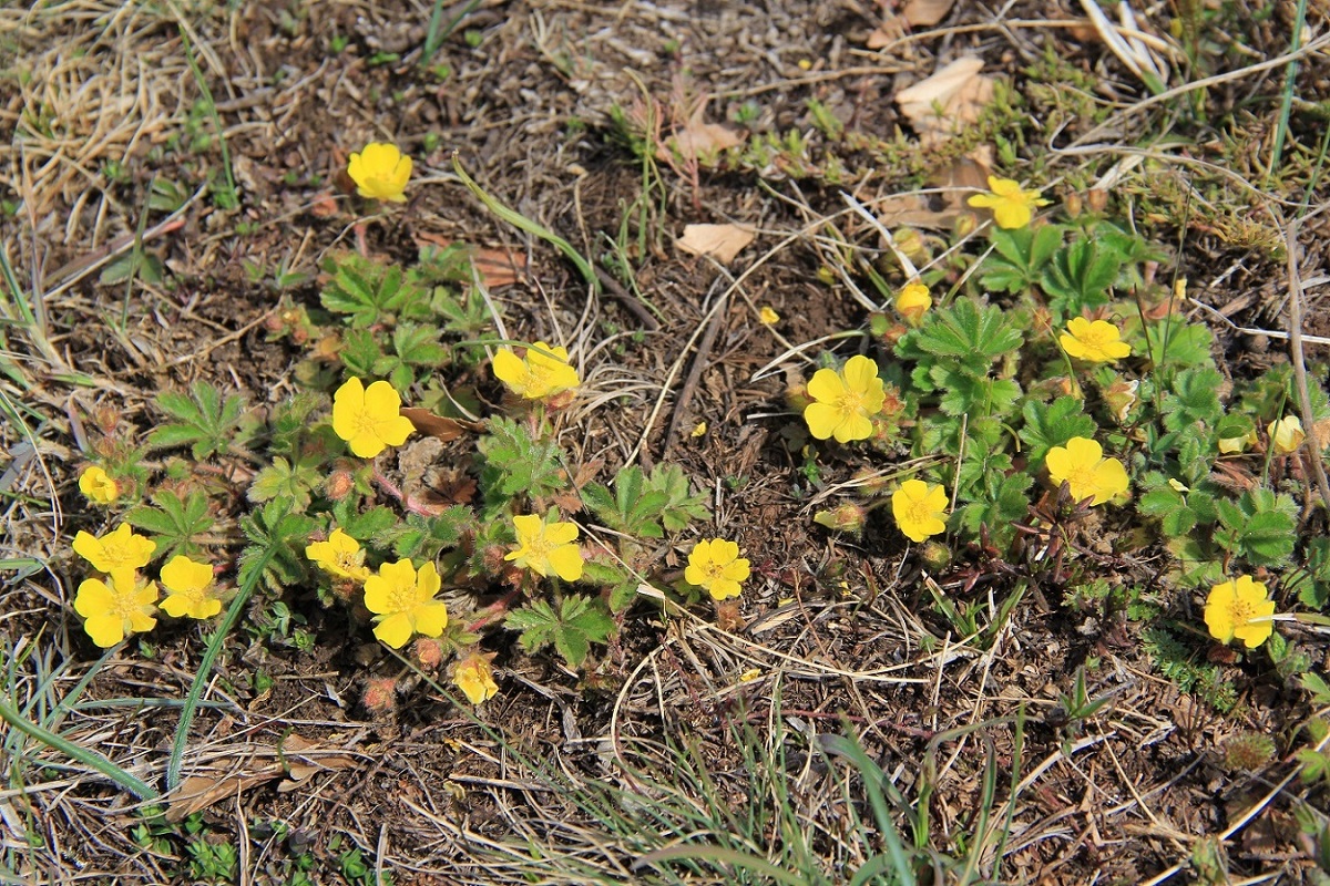 Image of Potentilla depressa specimen.