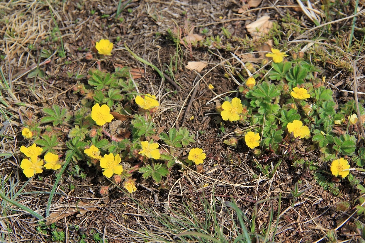 Изображение особи Potentilla depressa.