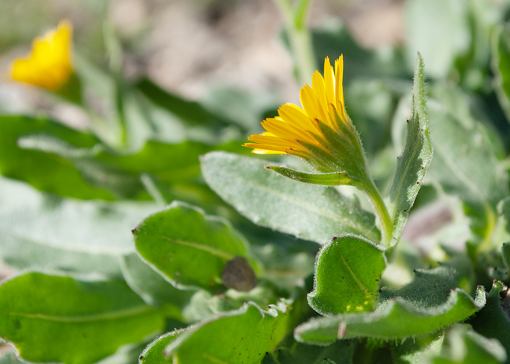 Image of Calendula arvensis specimen.