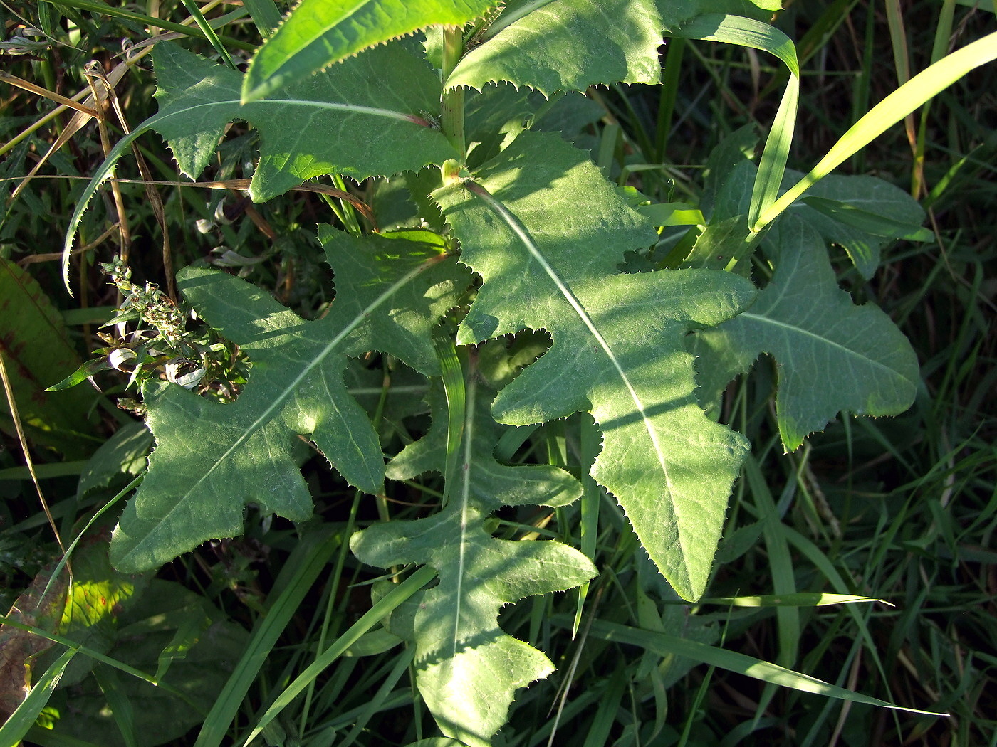 Изображение особи Sonchus arvensis.