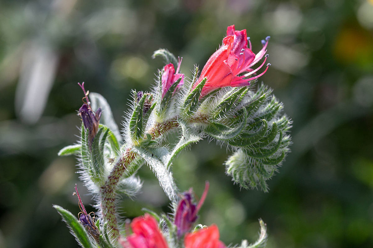 Изображение особи Echium angustifolium.