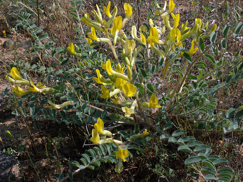 Изображение особи Astragalus longipetalus.