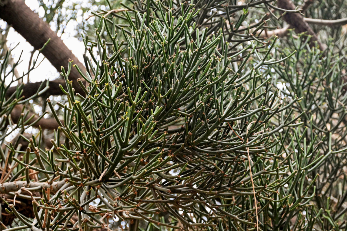 Image of Euphorbia tirucalli specimen.