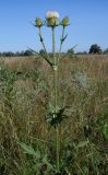 Dipsacus laciniatus