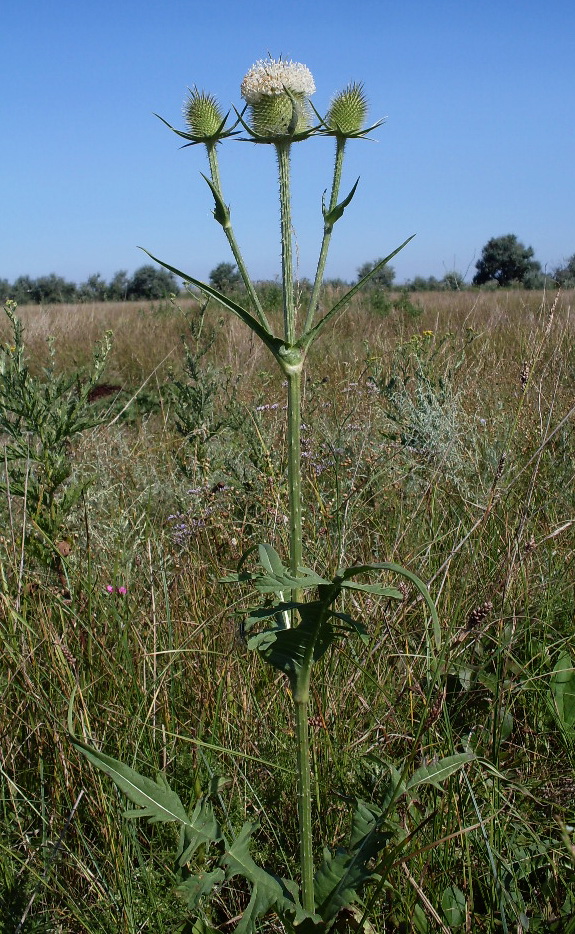 Image of Dipsacus laciniatus specimen.