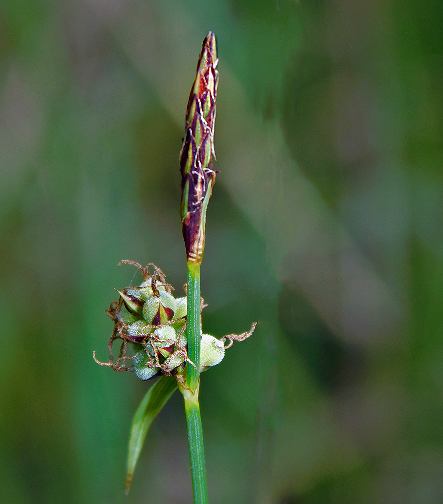 Image of Carex tomentosa specimen.
