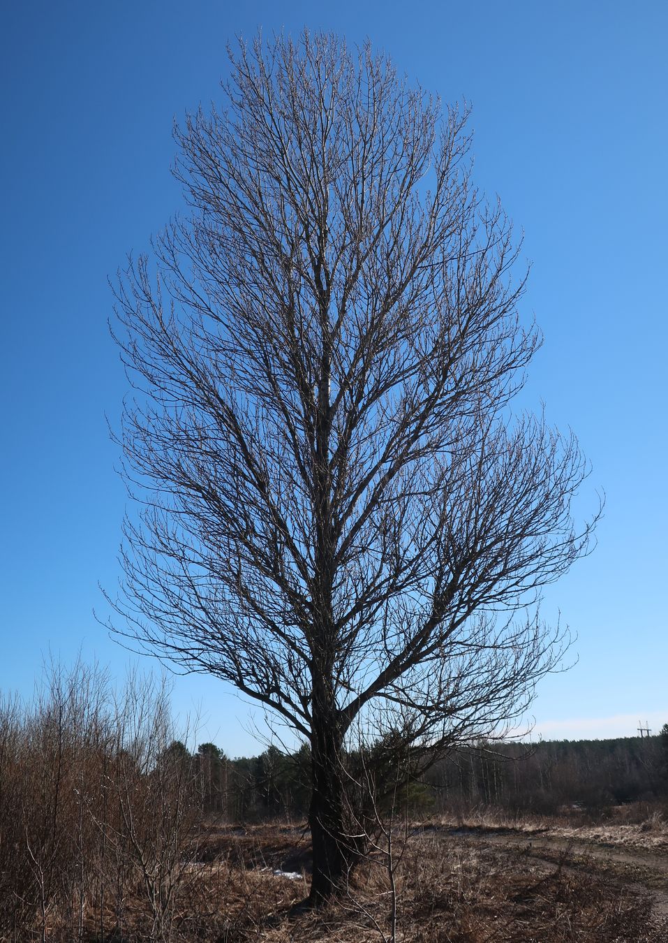 Image of Populus × berolinensis specimen.