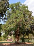 Taxodium distichum. Взрослое дерево. Египет, мухафаза Каир, г. Каир, в культуре. 08.05.2023.