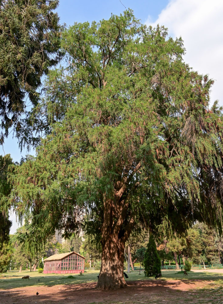 Изображение особи Taxodium distichum.