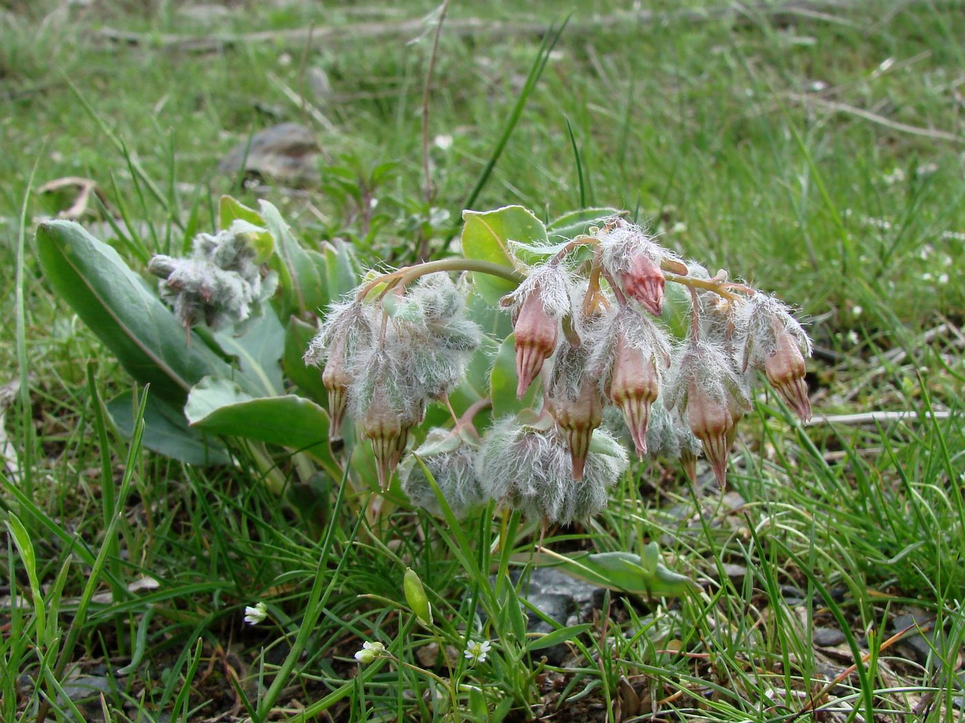 Изображение особи Rindera tetraspis.