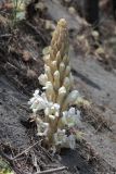 Cistanche mongolica. Цветущее растение. Узбекистан, Ферганская обл., 5 км СЗ г. Коканд, Кокандские пески, частично закреплённые дюны. 18 мая 2023 г.
