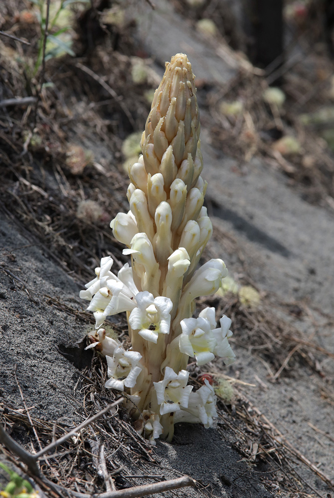 Image of Cistanche mongolica specimen.