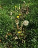 genus Taraxacum. Цветущие и плодоносящие растения на газоне. Болгария, г. Бургас, Приморский парк. 16.09.2021.