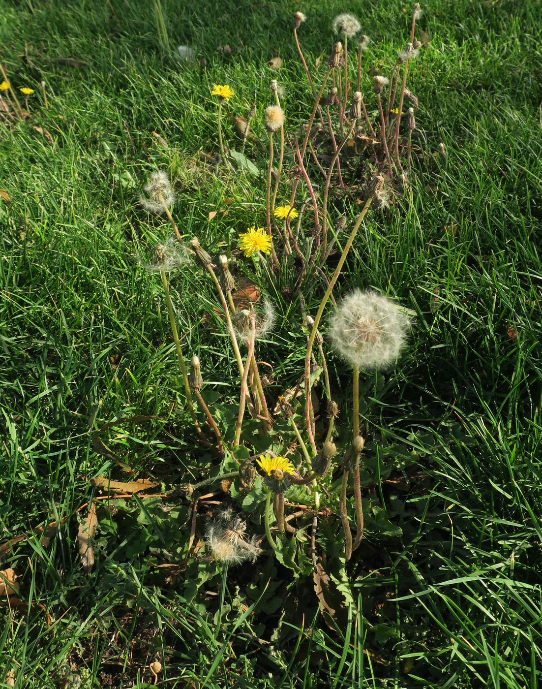 Изображение особи род Taraxacum.