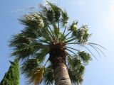 Washingtonia filifera