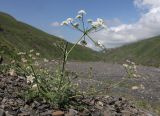 Astrodaucus orientalis