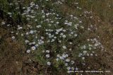 Erigeron foliosus