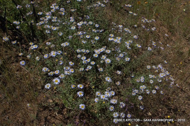 Image of Erigeron foliosus specimen.