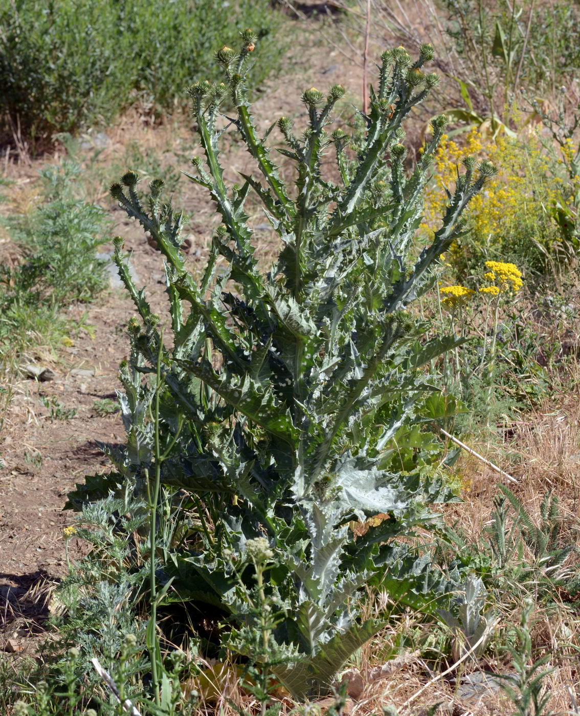 Image of Onopordum acanthium specimen.