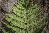 Dryopteris expansa. Верхняя часть спороносящей вайи. Пермский край, г. Пермь, Кировский р-н, ООПТ \"Сосновый бор\", смешанный лес. 24.08.2023.