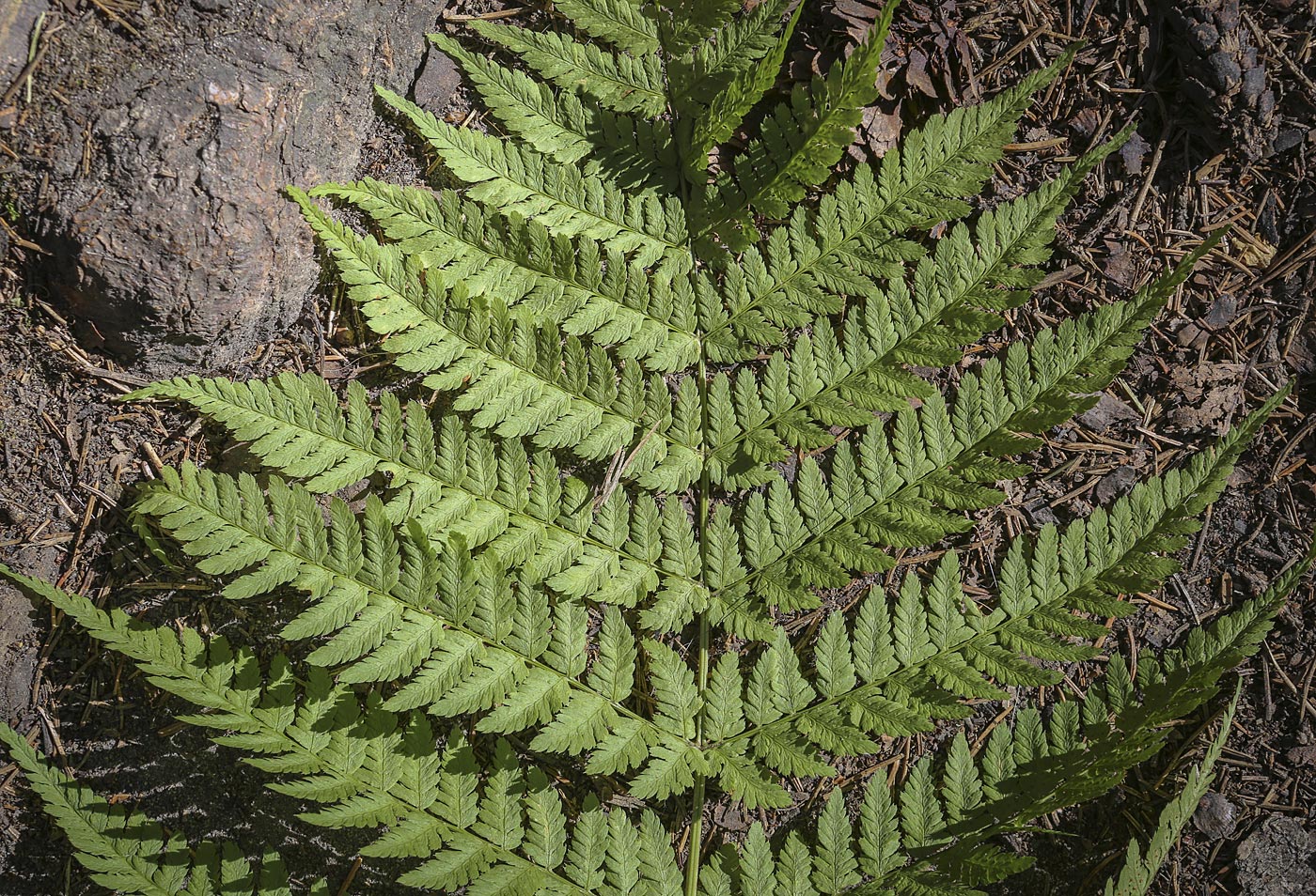 Image of Dryopteris expansa specimen.