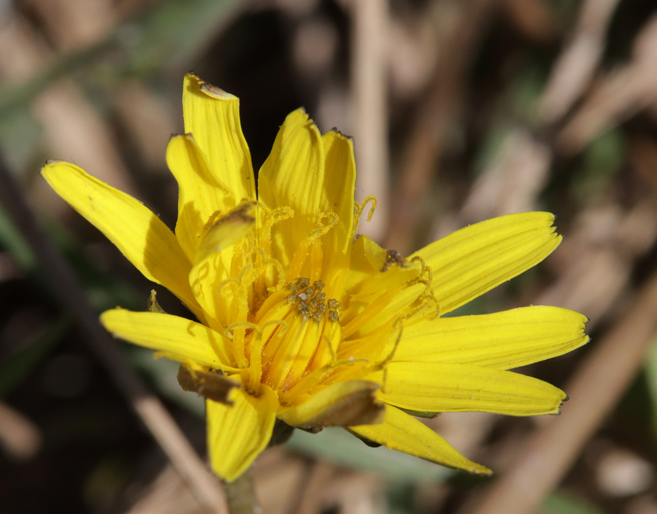 Image of Taraxacum bessarabicum specimen.