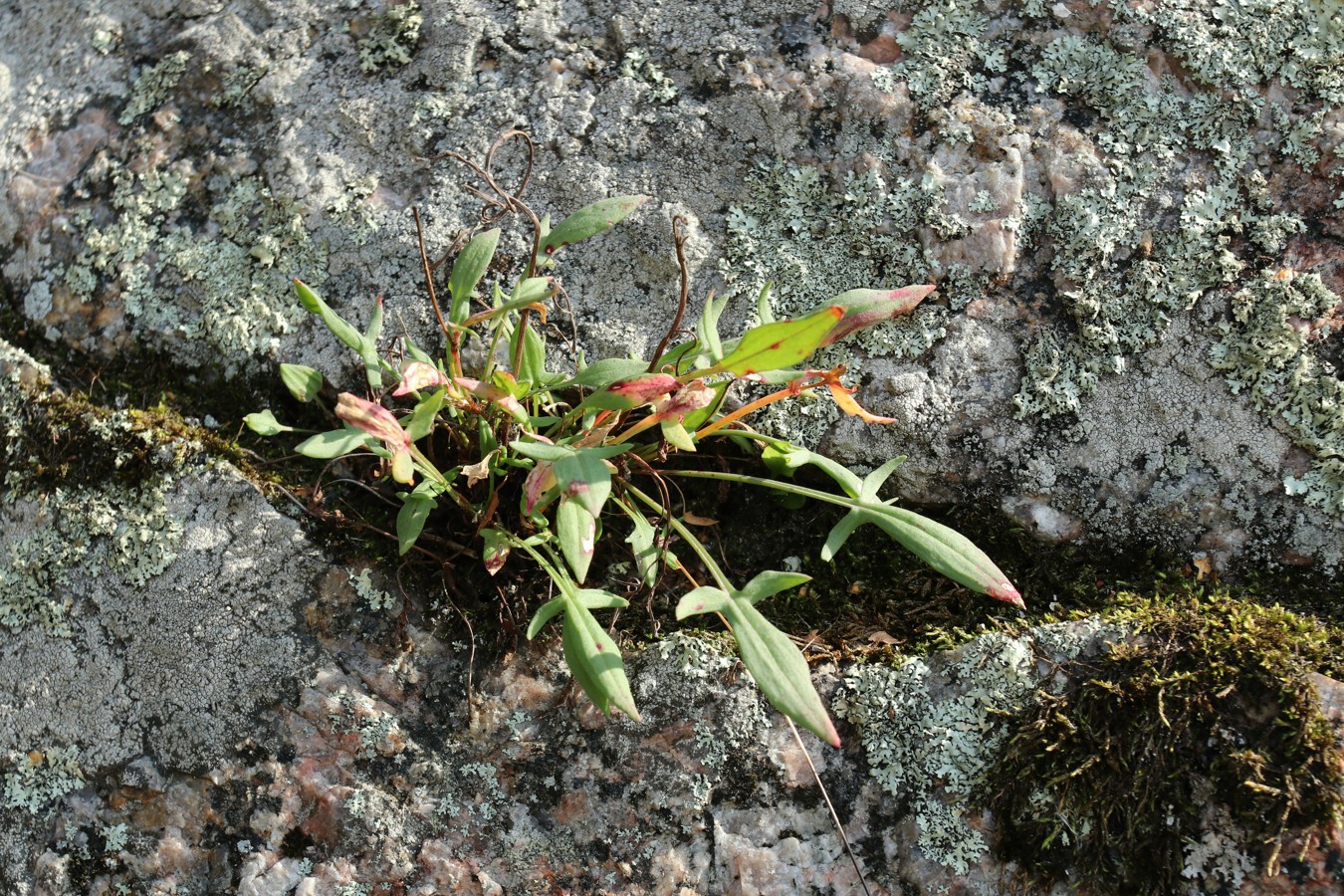 Изображение особи Rumex acetosella.