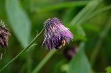 Cirsium weyrichii. Соцветие с кормящимся шмелём. Сахалин, г. Южно-Сахалинск, горнолыжный комплекс \"Горный воздух\", опушка смешанного леса. 11.08.2023.