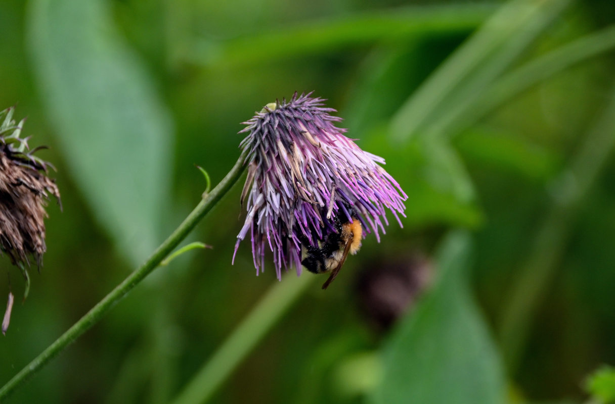 Изображение особи Cirsium weyrichii.