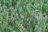Melampyrum cristatum. Цветущие растения. Чувашия, Шемуршинский р-он, Национальный парк \"Чаваш вармане\". 22 июня 2010 г.