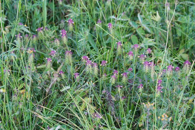 Image of Melampyrum cristatum specimen.