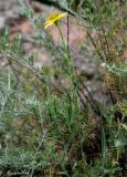 genus Tragopogon