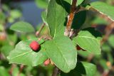 Cotoneaster melanocarpus. Листья, плод и часть стебля. Республика Саха (Якутия), Хангаласский улус, национальный парк \"Ленские столбы\", смотровая площадка в хвойном лесу на крутом берегу р. Лена. 29.07.2023.