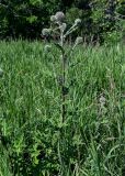 Echinops sphaerocephalus