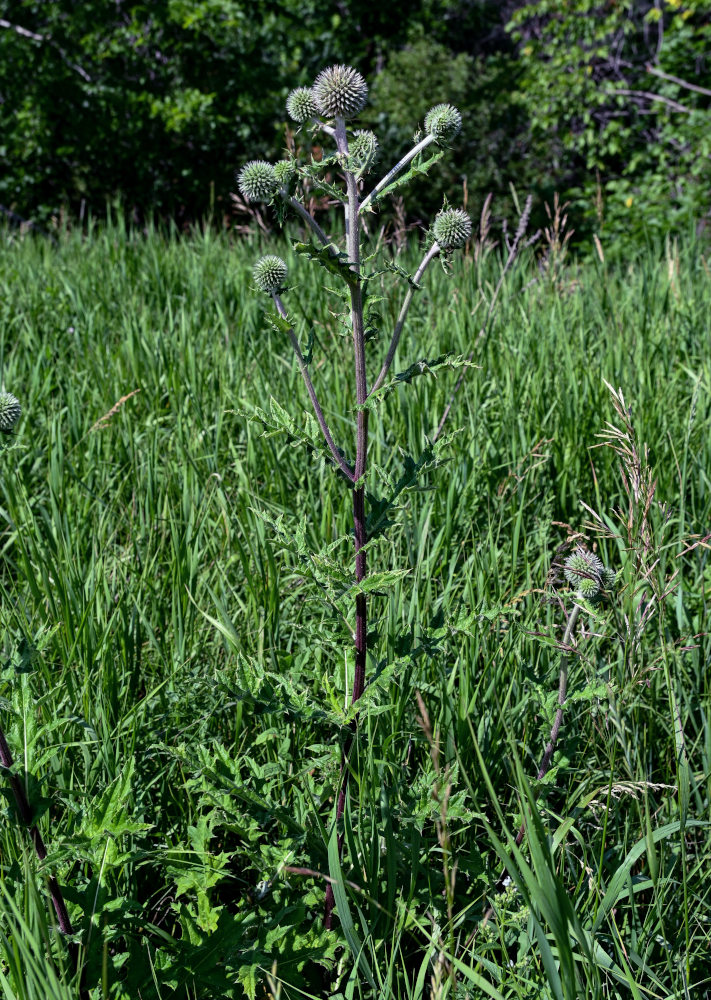 Изображение особи Echinops sphaerocephalus.