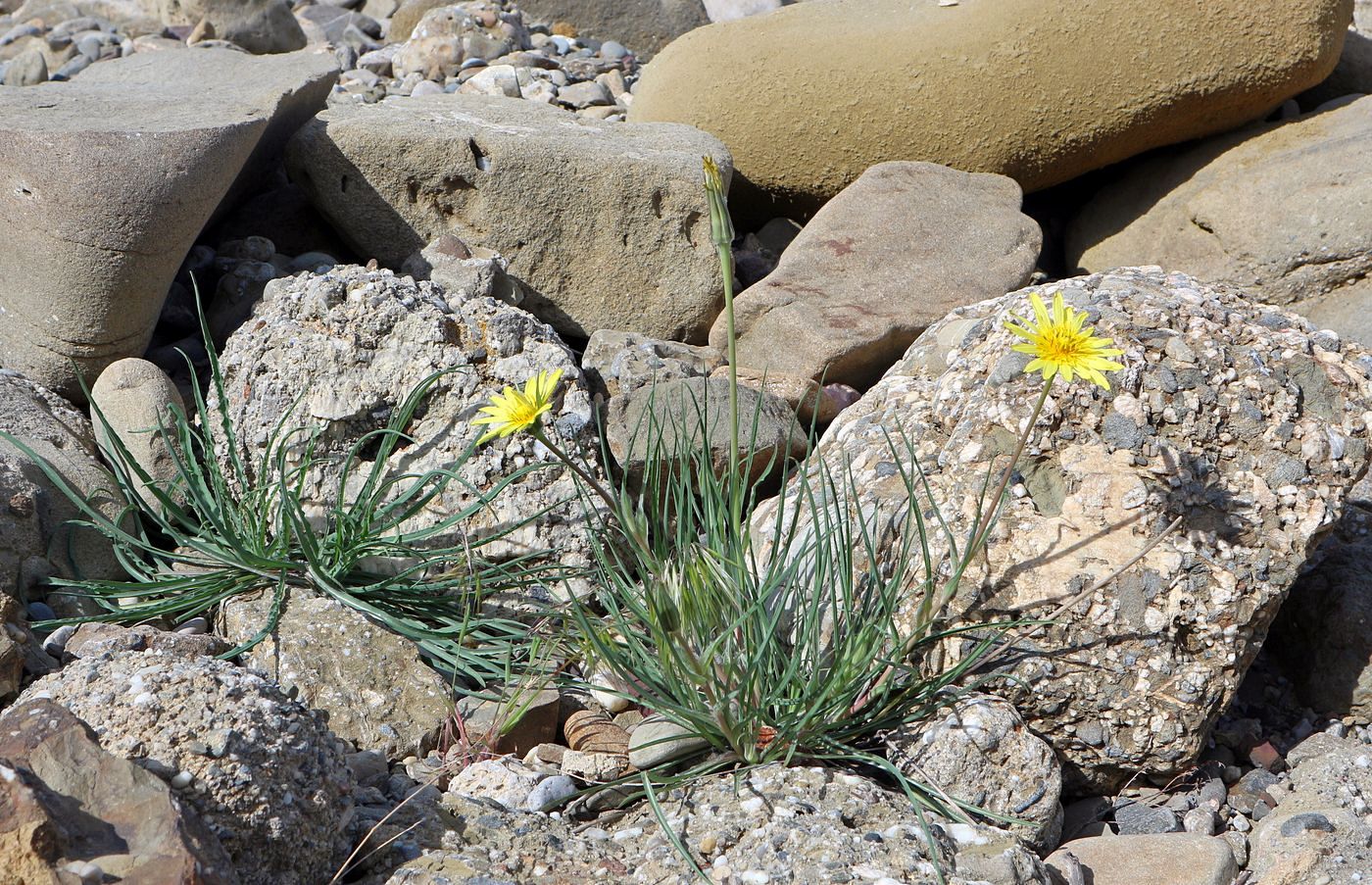 Image of Tragopogon pusillus specimen.