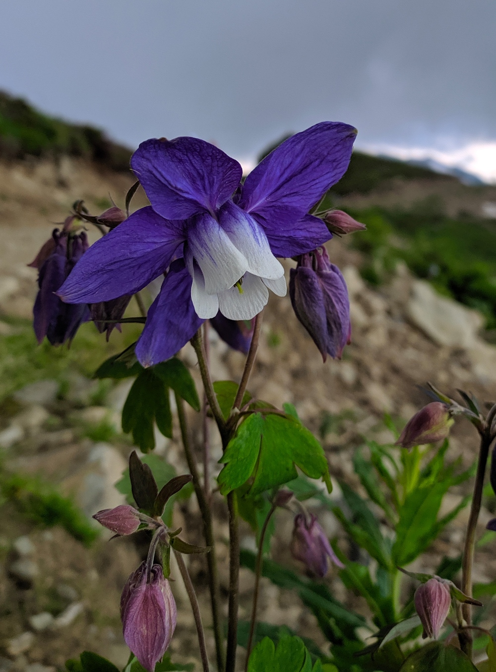 Image of Aquilegia olympica specimen.