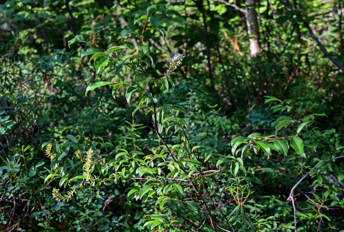 Image of genus Salix specimen.