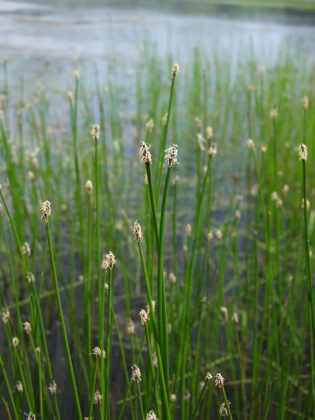 Изображение особи Eleocharis palustris.