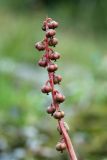 Pyrola minor. Соплодие. Кольский п-ов, Хибины, западное подножье массива Кукисвумчорр, пойма р. Вудъяврйок, прибрежная каменистая россыпь. 11.08.2010.