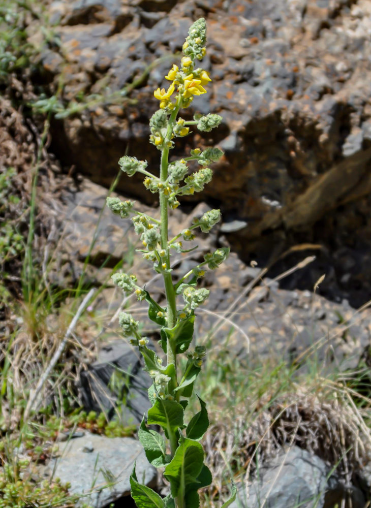 Image of Verbascum gossypinum specimen.